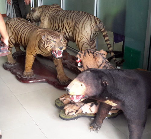 SCORPION Appreciates Home Affairs Minister Tjahjo Kumolo for Handing Over Stuffed Rare Animals to BKSDA Jakarta (February 15, 2016)